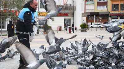 KESTEL BELEDİYESİ SOKAK HAYVANLARINI VE PAZARI UNUTMADI