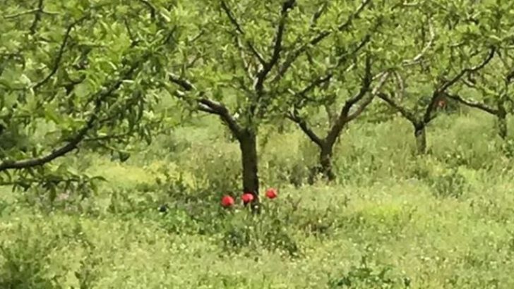 KÖYÜMDE BU SABAH