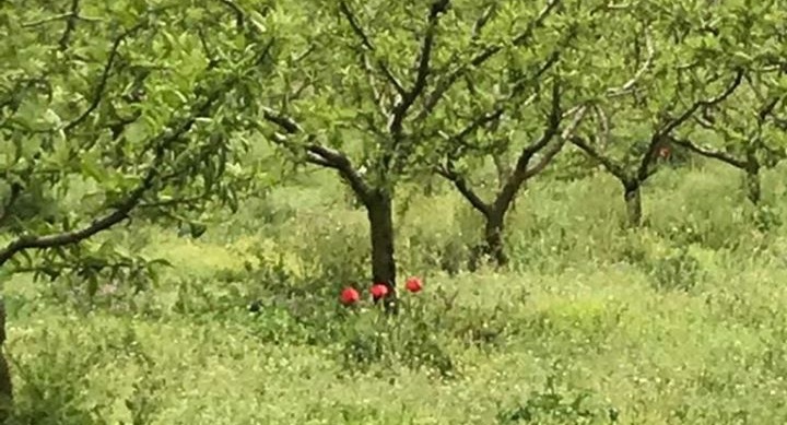 KÖYÜMDE BU SABAH