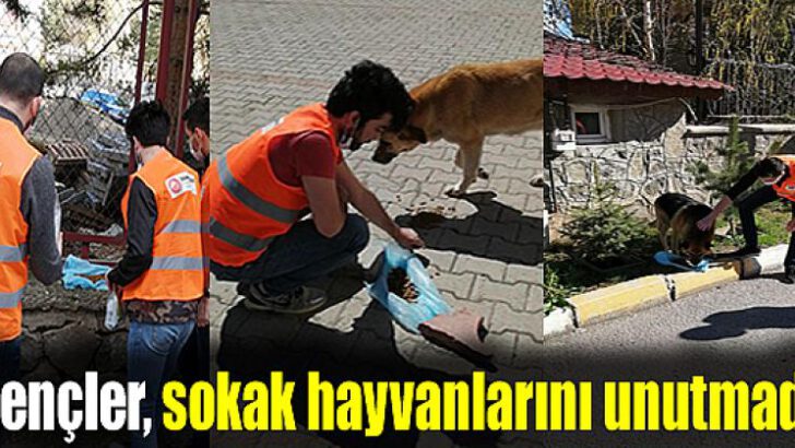 Demokrat Gençlik, sokak hayvanlarını unutmadı