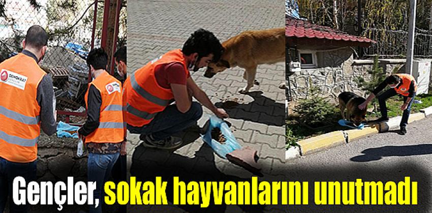 Demokrat Gençlik, sokak hayvanlarını unutmadı