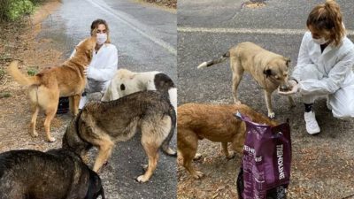 Sokak Köpekleri İçin Seferber Oldu.