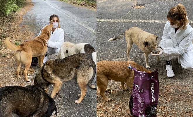Sokak Köpekleri İçin Seferber Oldu.