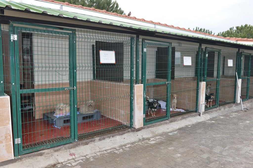 SOKAK HAYVANLARI SAHİPSİZ DEĞİL