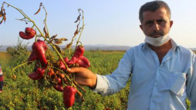 Bursa’da salçalık biberler tarlada çürüyor