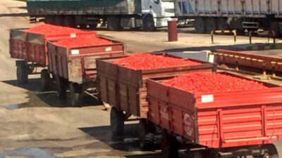 “Bursa’da domates üreticisi kan ağlıyor”
