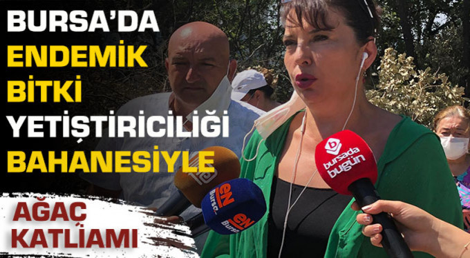 Bursa’da Ağaç Katliamına Sert Tepki!