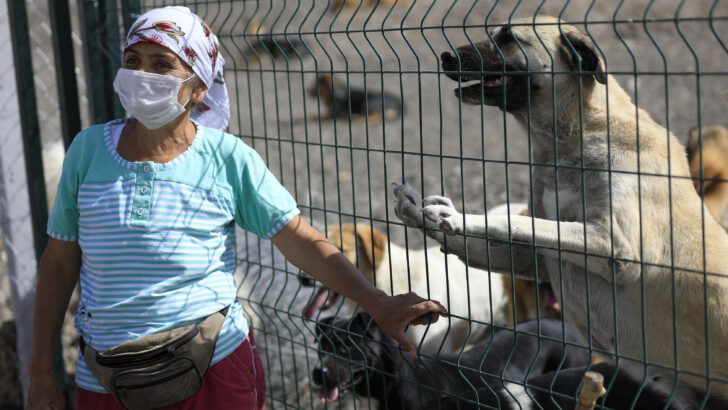 Özdilek’in Mama Desteği ile Sevimli Patiler Doyuyor