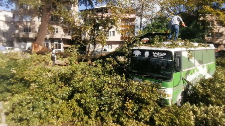 Bursa’da asırlık ağaç depreme dayanamadı