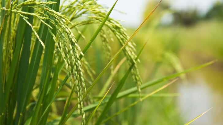 BENEO’dan İlk Çözünebilir Pirinç Nişastası Piyasada