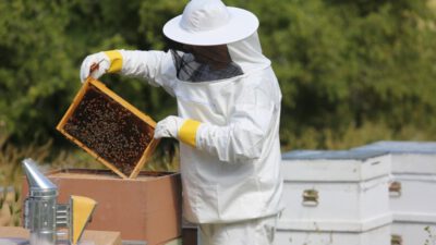 Kovandan Sofraya Arıcılık ve Arı Ürünleri Sempozyumu Bugün Gerçekleşiyor