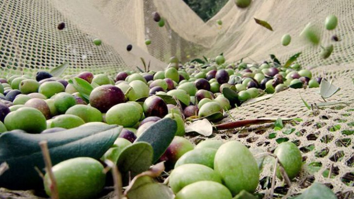 Zeytin’de Yüzde 50 Kayıp!