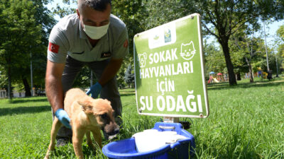 Osmangazi’de sahipsiz hayvanlara beslenme desteği