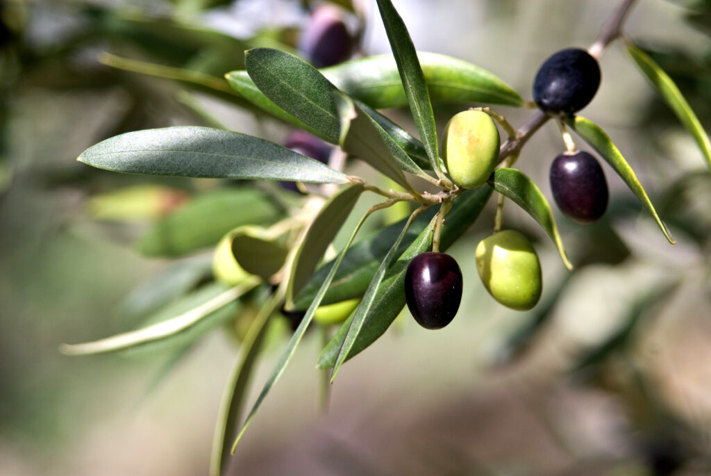 Koronaya iyi geldiği söylenmişti! ‘zeytin yaprağı’ uyarısı