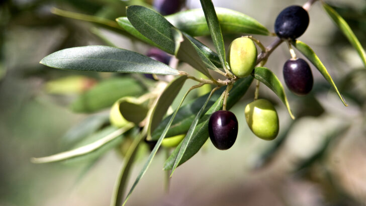 Koronaya iyi geldiği söylenmişti! ‘zeytin yaprağı’ uyarısı