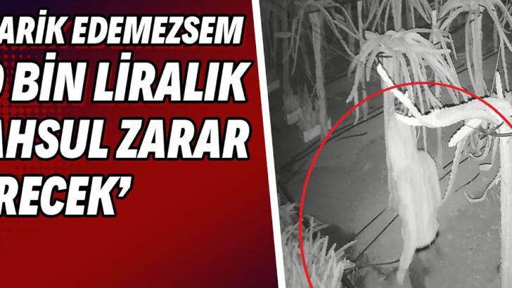 Tedarik edemezsem 150 bin liralık mahsul zarar görecek