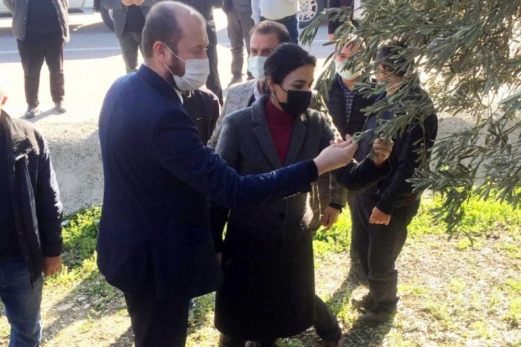 Mudanyalı Mağdur Zeytin Çiftçisine “Cumhur” Ziyareti!