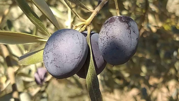 Zeytin Şokta! Rekoltede Büyük Kayıp!