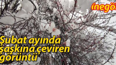 Bursa’da erken çiçek açan meyve ağaçları kar altında kaldı