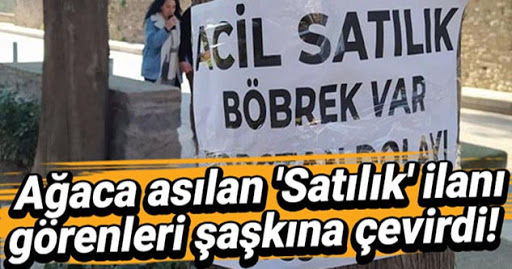 Ağaca asılan ‘Satılık’ ilanı görenleri şaşkına çevirdi!