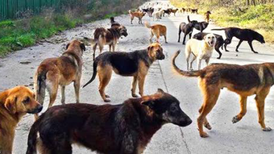 Sokak Can’ları İçin Sende Can Olur musun?