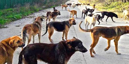 Sokak Can’ları İçin Sende Can Olur musun?