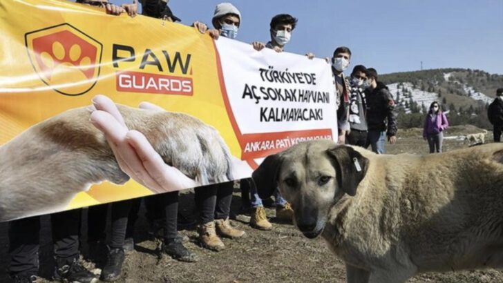 ‘Pati Koruyucuları Derneği’ 3 Ayda 40 Ton Mama ile 140 Bin Sokak Hayvanını Besledi