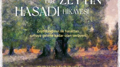 KOMİLİ “BİR ZEYTİN HASADI HİKAYESİ”