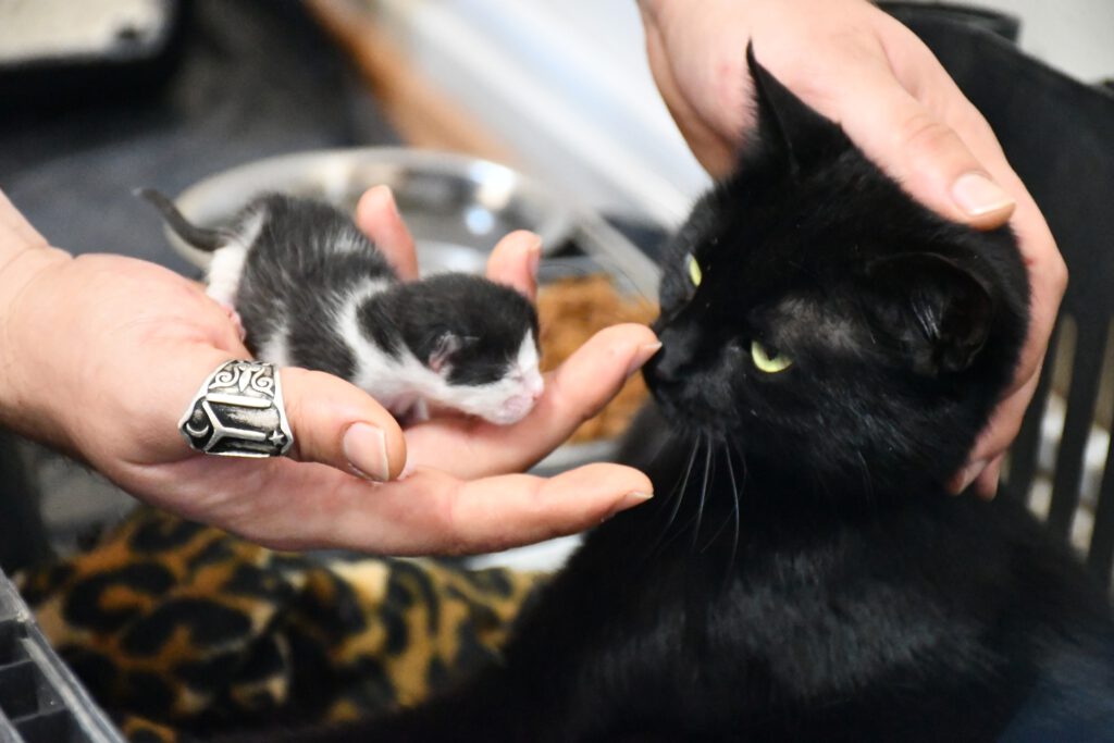 GEBE KEDİ İZNİK BELEDİYESİ’NİN MÜDAHALESİ İLE HAYATA DÖNDÜ