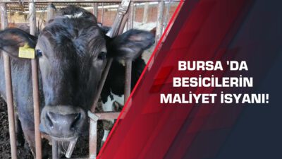 Bursa’da besicilerin maliyet isyanı!