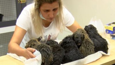 Foseptik çukurundaki 6 yavru köpek kurtarıldı!