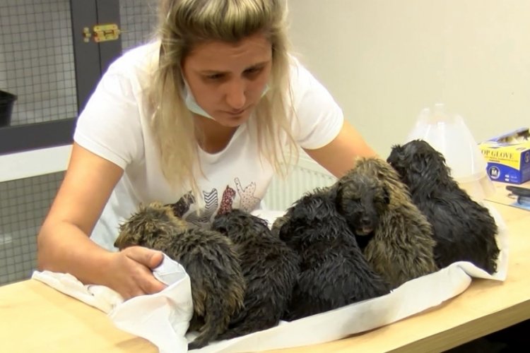 Foseptik çukurundaki 6 yavru köpek kurtarıldı!