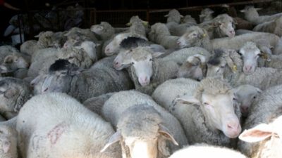 Bursa’da koyun kırkımına başlayan üreticiler yapağı fiyatlarına tepkili