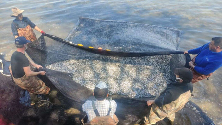 1 günde tam 15 ton! Balıkçıların yüzü güldü