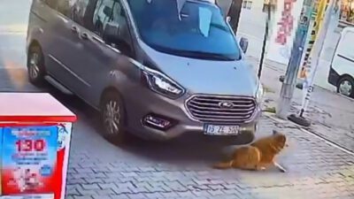 Bursa’da sürücü köpeğe çarpıp kaçtı!