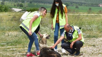 Bursa’da gönüllüler can dostlar için yasağı deldi