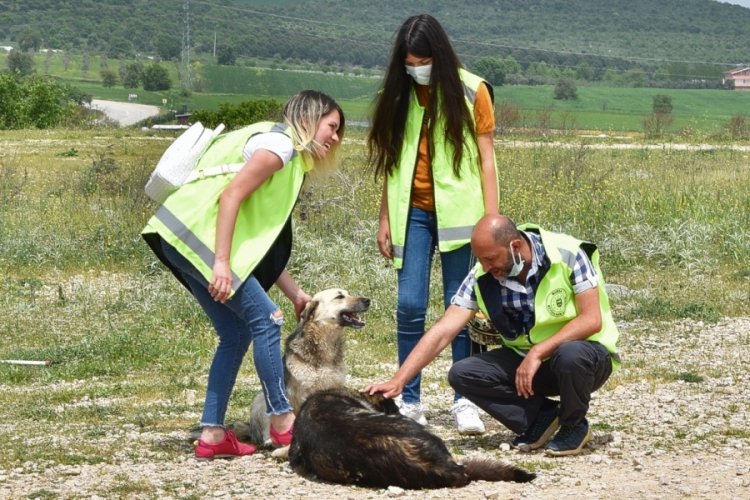 Bursa’da gönüllüler can dostlar için yasağı deldi