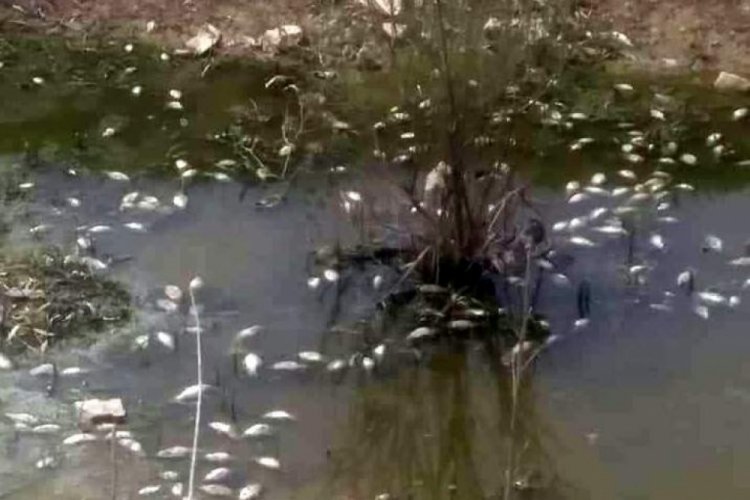Bursa’da binlerce ölü balık su üzerine çıktı