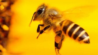 Bal arıları koronavirüsü tespit edebilir mi?