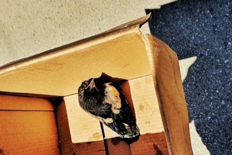 Bursa’da itfaiye ekipleri, yuvasından düşen yavru kuş için seferber oldu