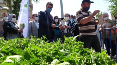 Yerli tohum fideleri toprakla buluşuyor