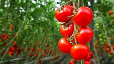 Büyük tehlike: 3 yıl içinde domates bulamayacağız