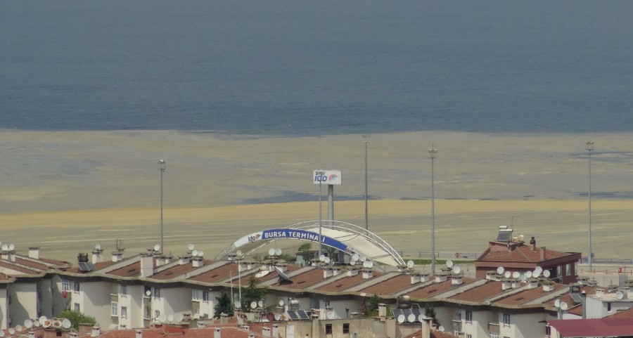 Mudanya sahillerin de deniz salyası