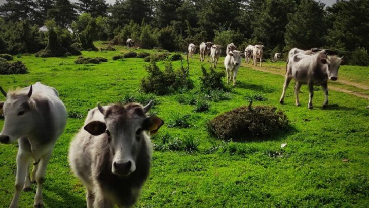 Dağda kurbanlık dana avı