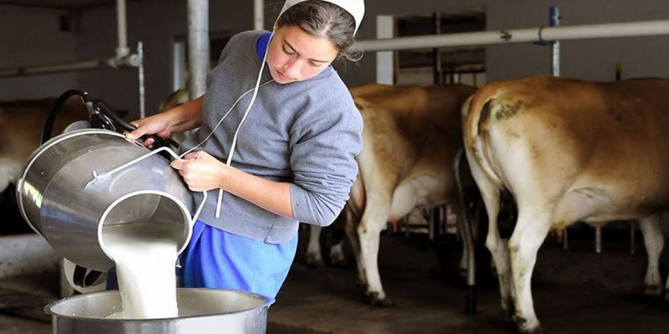 PEYNİRDEKİ BİT YENİĞİNİ CHP GÜNDEME TAŞIMIŞTI
