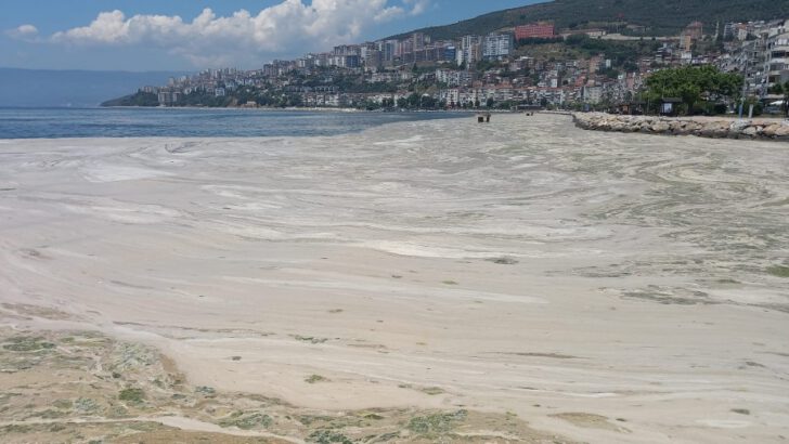 Gemlik Körfezi’nde müsilaj yoğunluğu