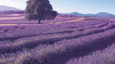 Hazine arazisinde tıbbi bitki yetiştirme fırsatı