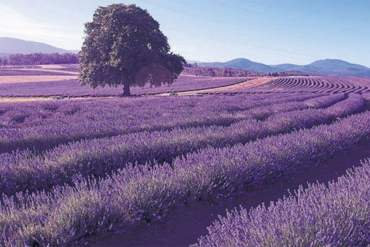 Hazine arazisinde tıbbi bitki yetiştirme fırsatı