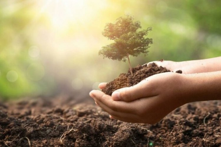 TEMA Vakfı’ndan yanan ormanlar için fidan bağış kampanyası
