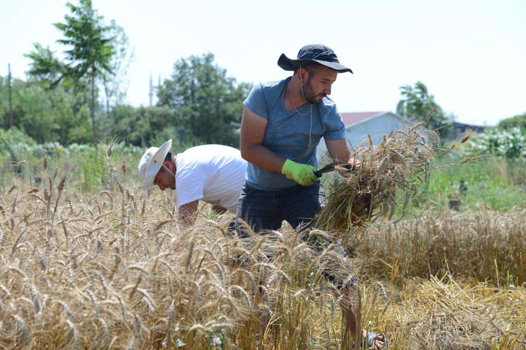 Ekolojik buğdayda hasat dönemi